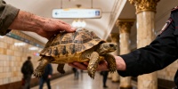 Редкая черепаха из Красной книги спасена в Петербурге после попытки продажи