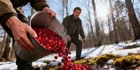 В Ленинградской области стартовал сбор первой весенней клюквы