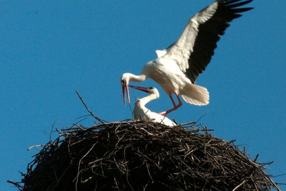В Ленобласти после зимовки вновь встретились белые аисты - редкое событие