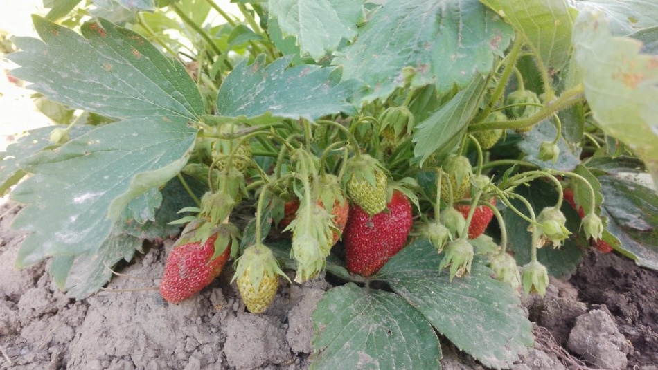 Весенние работы с клубникой: как подготовить грядки к урожаю