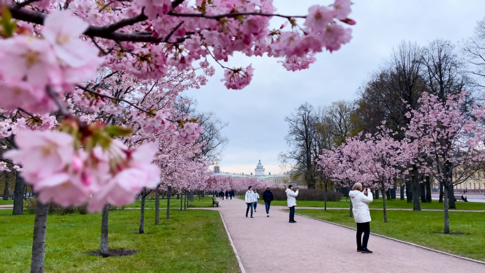 В центре Петербурга зацвела сакура: сад Дружбы встречает весну