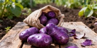 Фиолетовый картофель: как необычный овощ стал трендом на грядках