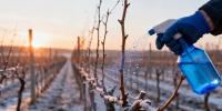 Весенний уход за виноградником: когда и как проводить первую обработку