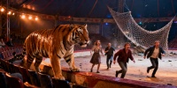 Тигр в цирке Ростова вырвался из манежа и напугал зрителей