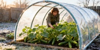 Весенний парник: как защитить рассаду огурцов и кабачков от заморозков