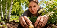 Посадка картофеля по народным приметам: когда ждать лучший урожай