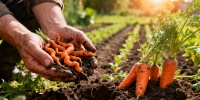 Какие ошибки при посеве моркови приводят к неудачному урожаю