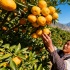 В Дали стартовал сбор позднеспелых мандаринов сорта &laquo;вогань&raquo;