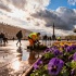 В Петербурге завершили высадку 200 тысяч виол к майским праздникам