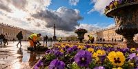В Петербурге завершили высадку 200 тысяч виол к майским праздникам