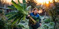 Экзотика на участке: как вырастить бананы на даче и не потерять урожай