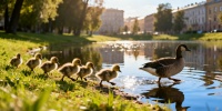 В сквере на Петра Смородина появились первые утята этого сезона
