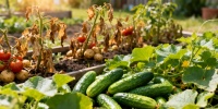Какие растения не стоит сажать рядом с огурцами на даче