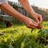 Лунный календарь для дачников: что важно учесть с 17 по 19 мая 2026 года