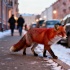 Чем опасно кормить диких лисиц в Петербурге и почему этого не стоит делать