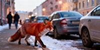 Чем опасно кормить диких лисиц в Петербурге и почему этого не стоит делать