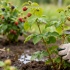 Майский уход за малиной: как подготовить кусты к обильному урожаю