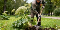 В Петербурге этим летом вручную удалят 45 тысяч кустов борщевика