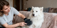 Какая расческа подойдет вашей кошке или собаке: советы по выбору
