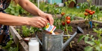 Биолог рассказал, как сделать эффективные подкормки для огорода из простых продуктов
