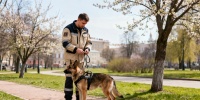 В Петербурге хотят смягчить правила для спасательных собак