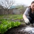 Три ошибки при использовании золы на огороде, которые портят урожай и почву