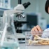 Китайские ученые нашли способ повысить плотность костей с помощью женьшеня