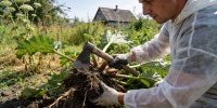 Четыре способа избавиться от борщевика на дачном участке без лишних хлопот