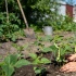 Пять культур для второго урожая: что посадить на грядках в июне