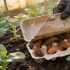 Картонные лотки и соль: как дачники спасают рассаду от слизней без химии