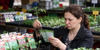 Дачные ловушки: как не стать жертвой обмана при покупке семян и саженцев