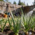 Сода и мыло против пероноспороза: как дачники спасают лук без химии