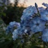 Флокс &laquo;лунная ночь&raquo;: сорт с голубым сиянием и долгим цветением