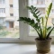 Замиокулькас в августе: как простое аптечное средство ускоряет рост