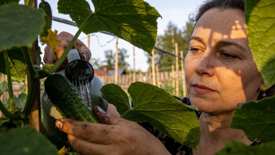 Как ухаживать за огурцами в июне и июле: главные правила сезона