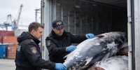 В Петербурге раскрыли канал поставки запрещенного вещества под видом рыбы