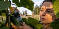 Как ухаживать за огурцами в июне и июле: главные правила сезона