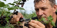 Обрезка смородины после сбора урожая: почему важно не удалять весь побег