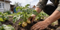 Как ухаживать за картофелем в июле, чтобы собрать крупные клубни