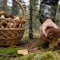 Моховик лиственничный: забытый деликатес российских лесов