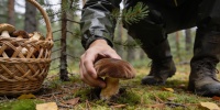 Моховик лиственничный: забытый деликатес российских лесов
