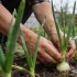 Как простая сода помогает луку избежать стрелкования в июле