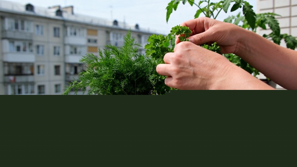 Как вырастить зелень и овощи на балконе: советы для городских жителей