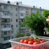 Как вырастить зелень и овощи на балконе: советы для городских жителей