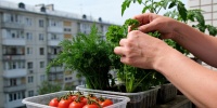 Как вырастить зелень и овощи на балконе: советы для городских жителей
