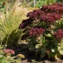 Очиток Red Cauli: неприхотливый многолетник для солнечных участков