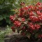 Вейгела All Summer Red: как декоративный кустарник меняет сезон в саду Вейгела All Summer Red: как декоративный кустарник меняет сезон в саду