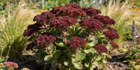 Очиток Red Cauli: неприхотливый многолетник для солнечных участков