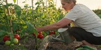 Июль на даче: какие работы нельзя откладывать для хорошего урожая