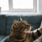 Три породы кошек, которые удивляют интеллектом и требуют особого подхода